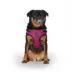 Canada Pooch Easy-On Step-In Dog Harness image thumbnail 1