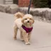 Canada Pooch Easy-On Step-In Dog Harness image thumbnail 5