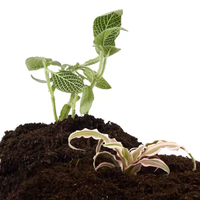 Thrive™ Tropical Live Terrarium Plant - Image 1