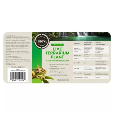 Thrive Tropical Live Small Terrarium Plant - Image 6