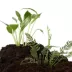Thrive™ Tropical Live Terrarium Plant image thumbnail 1