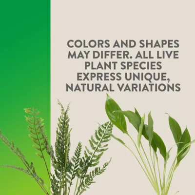 Thrive™ Tropical Live Terrarium Plant - Image 3