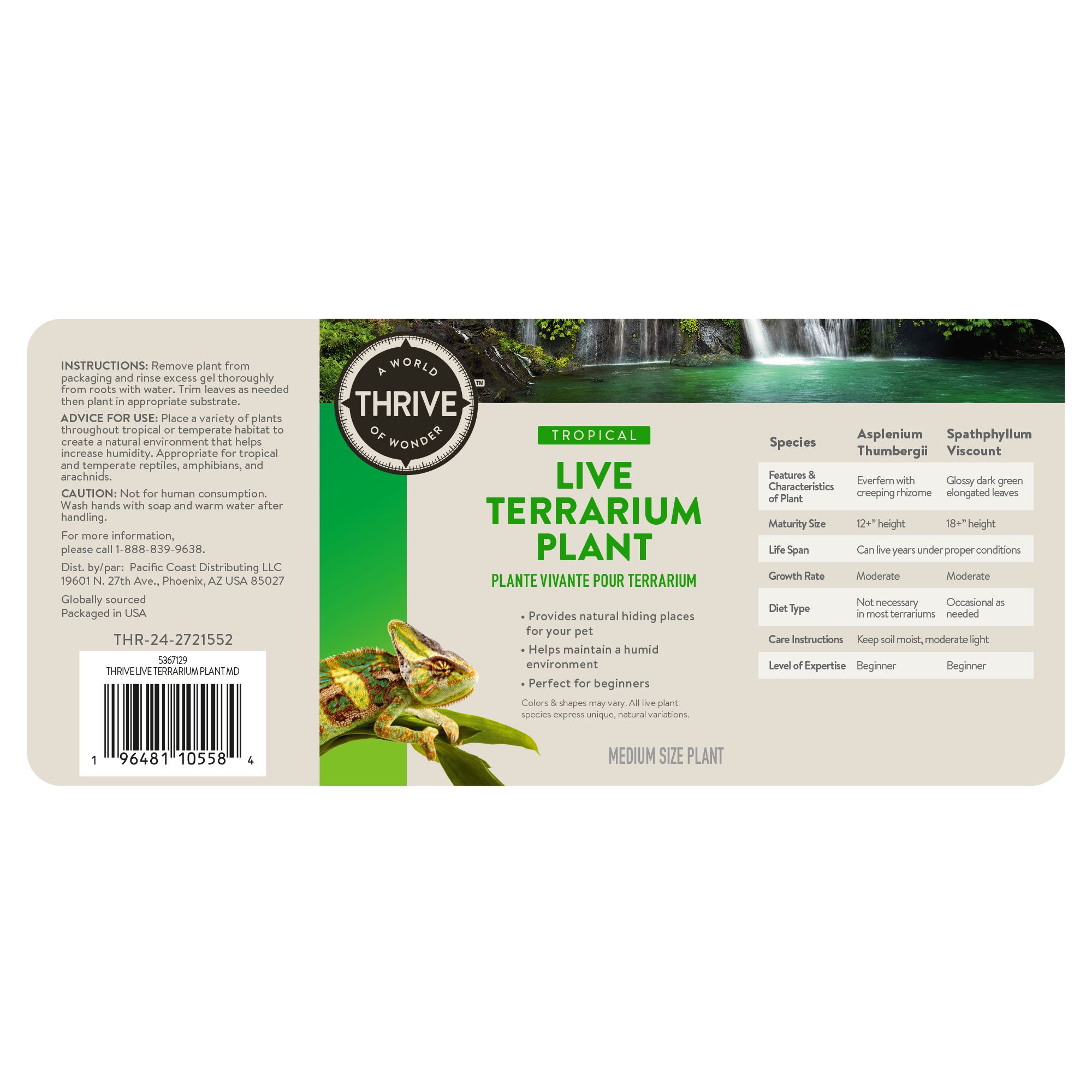 Thrive Tropical Live Terrarium Plant - thumbnail 6