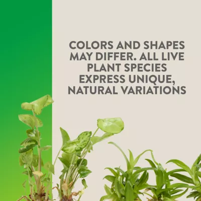 Thrive™ Tissue Cultured Live Terrarium Plant - Image 3