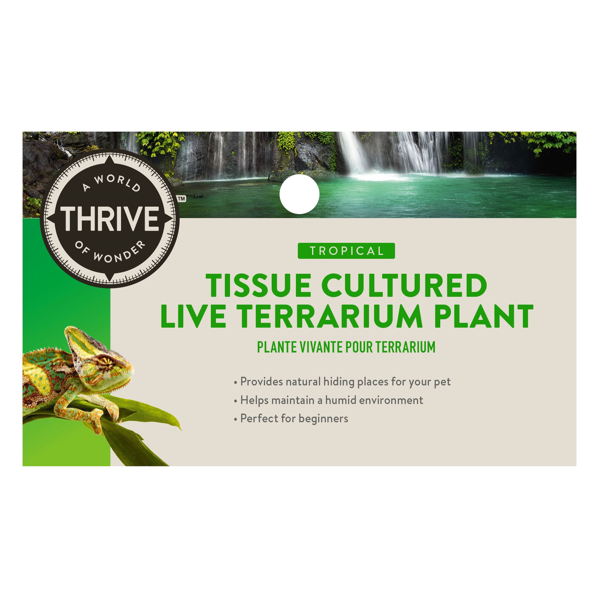Thrive Tissue Cultured Live Terrarium Plant - thumbnail 6
