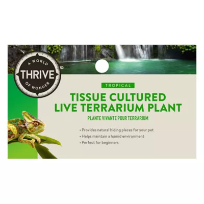 Thrive™ Tissue Cultured Live Terrarium Plant - Image 6