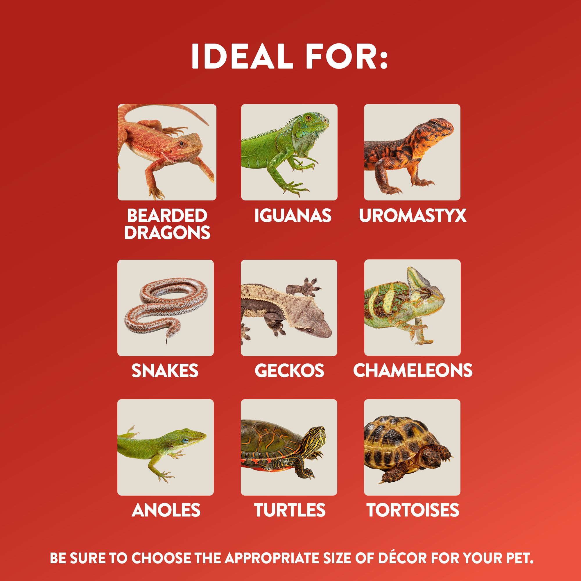 Thrive Feeding & Water Dish - Reptile Food & Water Bowl - thumbnail 2