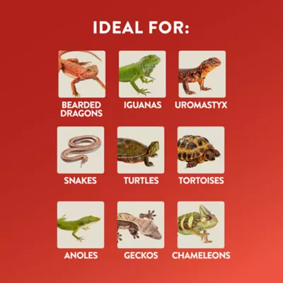 Product Thrive™ Beetle Habitat Décor