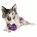 PetSafe®  Busy Buddy Barnacle Treat Dispensing Dog Toy image thumbnail 1