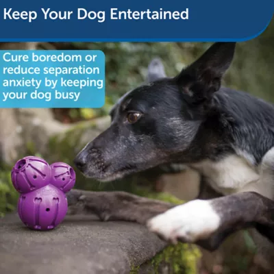 Product PetSafe®  Busy Buddy Barnacle Treat Dispensing Dog Toy