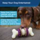 Product PetSafe® Busy Buddy® Bristle Bone Treat Dispensing Dog Toy