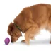 PetSafe® Twist N Treat Dog Toy image thumbnail 1