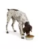 Top Paw® Basic Stainless Steel Dog Bowl image thumbnail 6