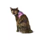 Product Thrills & Chills® Halloween Cat and Bat Kitten Harness
