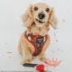 Product Sassy Woof Friday the 13th Adjustable Harness
