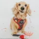 Product Sassy Woof Friday Halloween Adjustable Harness