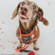 Product Sassy Woof Friday Halloween Adjustable Harness
