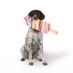 Product Thrills & Chills® Squeaker Plush Candy Grab Swirl Dog Toy