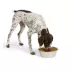 Top Paw® Basic Stainless Steel Dog Bowl image thumbnail 6