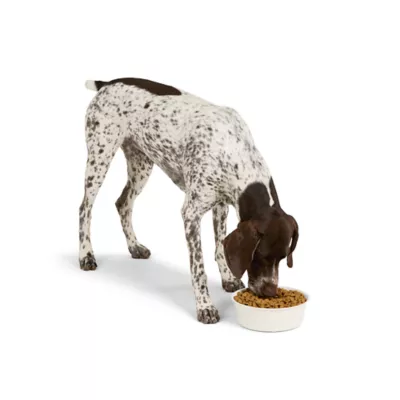 Product Top Paw® Embossed Bone Dog Bowl