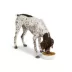 Top Paw® Embossed Bone Dog Bowl image thumbnail 6