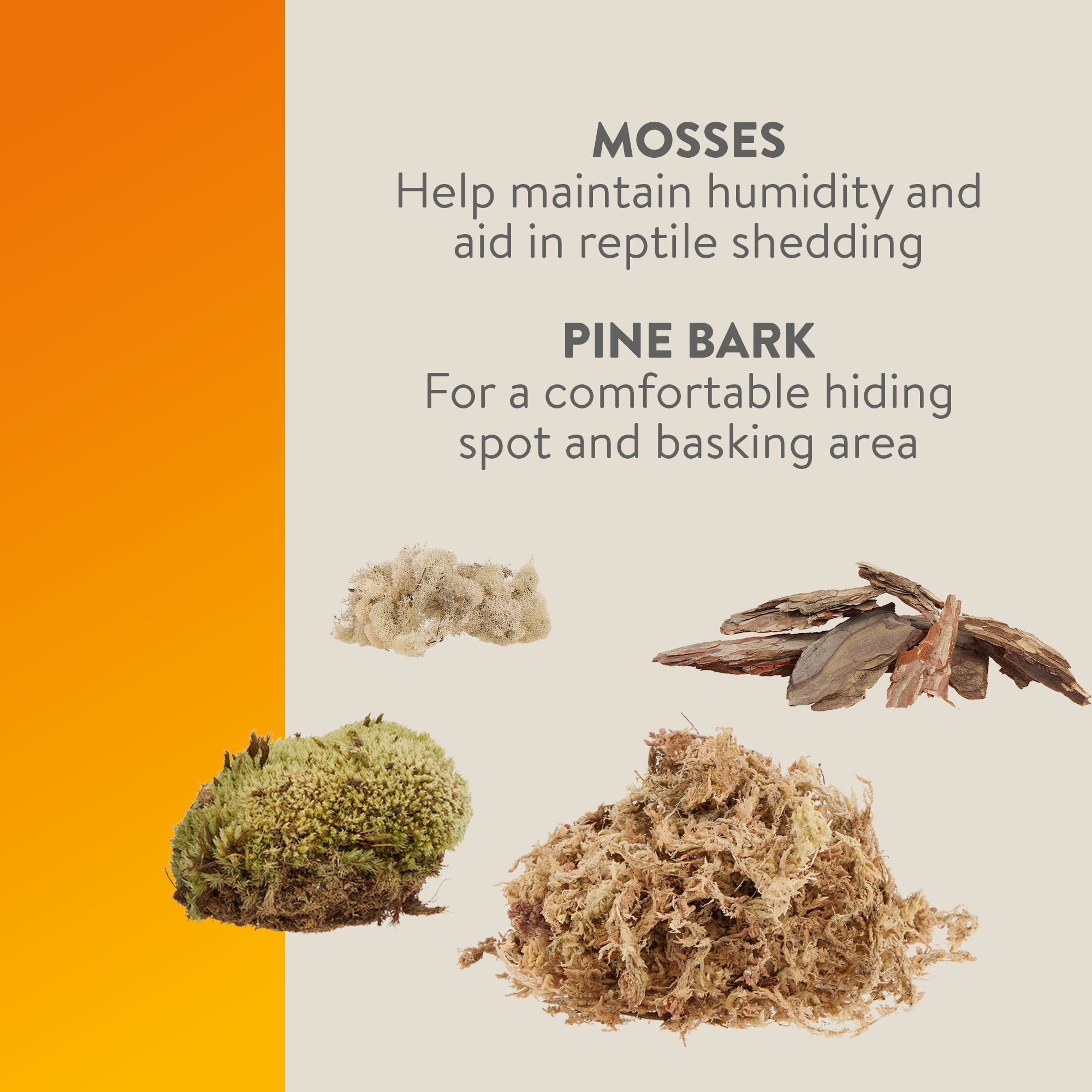 Thrive Desert Cholla Decorating Kit - Climbing Terrarium Decor - thumbnail 4