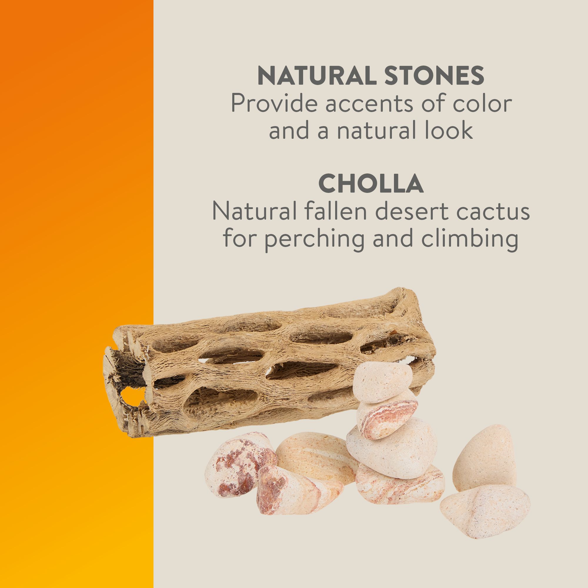 Thrive Desert Cholla Decorating Kit - Climbing Terrarium Decor - thumbnail 5
