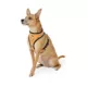 Product Thrills & Chills® Black and Orange Reversible Harness