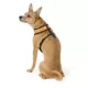 Product Thrills & Chills® Black and Orange Reversible Harness