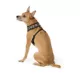 Product Thrills & Chills® Costume Harness
