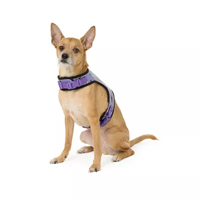 Product Thrills & Chills® Light-UP Fiber Optic Bat Dog Harness