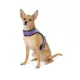 Product Thrills & Chills® Light-UP Fiber Optic Bat Dog Harness