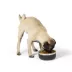 Top Paw® Insulated Stainless Steel Dog Bowl image thumbnail 6