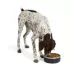 Top Paw® Insulated Stainless Steel Dog Bowl image thumbnail 6