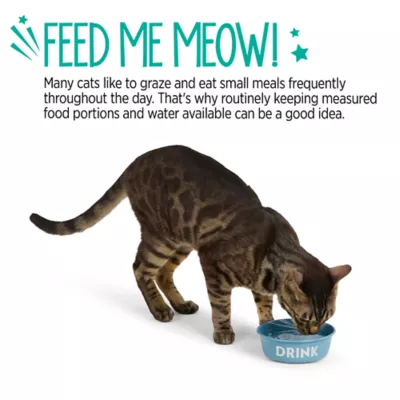 Whisker City® Stainless Steel Cat Bowl - Image 5