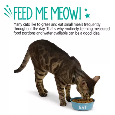 Whisker City® Stainless Steel Cat Bowl - Image 5