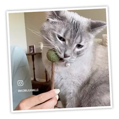 Product Meowijuana® Lollies-Silvervine Sticks with Catnip Cat Toy