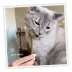 Meowijuana® Lollies-Silvervine Sticks with Catnip Cat Toy image thumbnail 5