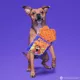 Product BARK Spooky Scooby's Snacks