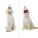 Product Thrills & Chills® Headwear Costume for Pets