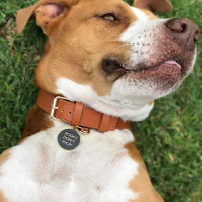 Product Two Tails Pet Company 'Adopt Don't Shop' Pet ID Tag