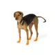 Product Thrills & Chills® Pumpkin Dog Socks