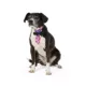 Product Thrills & Chills® Cat LED Light Bat Bowtie