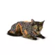 Product Thrills & Chills® Glow Halloween Pajamas