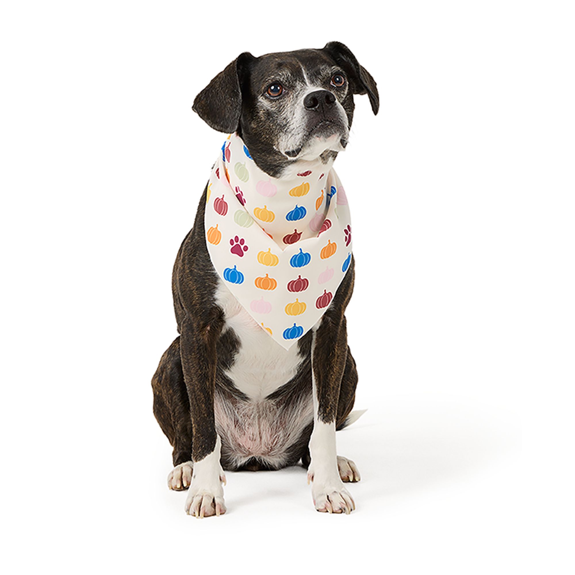 Affordable Dog Clothes: Stylish Picks That Won't Break the Bank