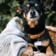 Product Two Tails Pet Company 'Good Boy' Pet ID Tag