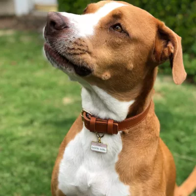 Product Two Tails Pet Company 'Good Girl' Pet ID Tag