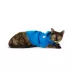 Top Paw® Pet Hoodie, Dog and Cat image thumbnail 2