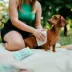 Tickless Citronella Dog Wipes image thumbnail 2