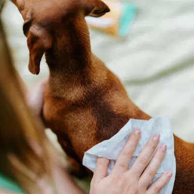 Tickless Citronella Dog Wipes - Image 3